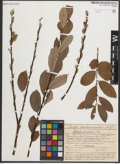 Foto von Salix medemii Boiss.